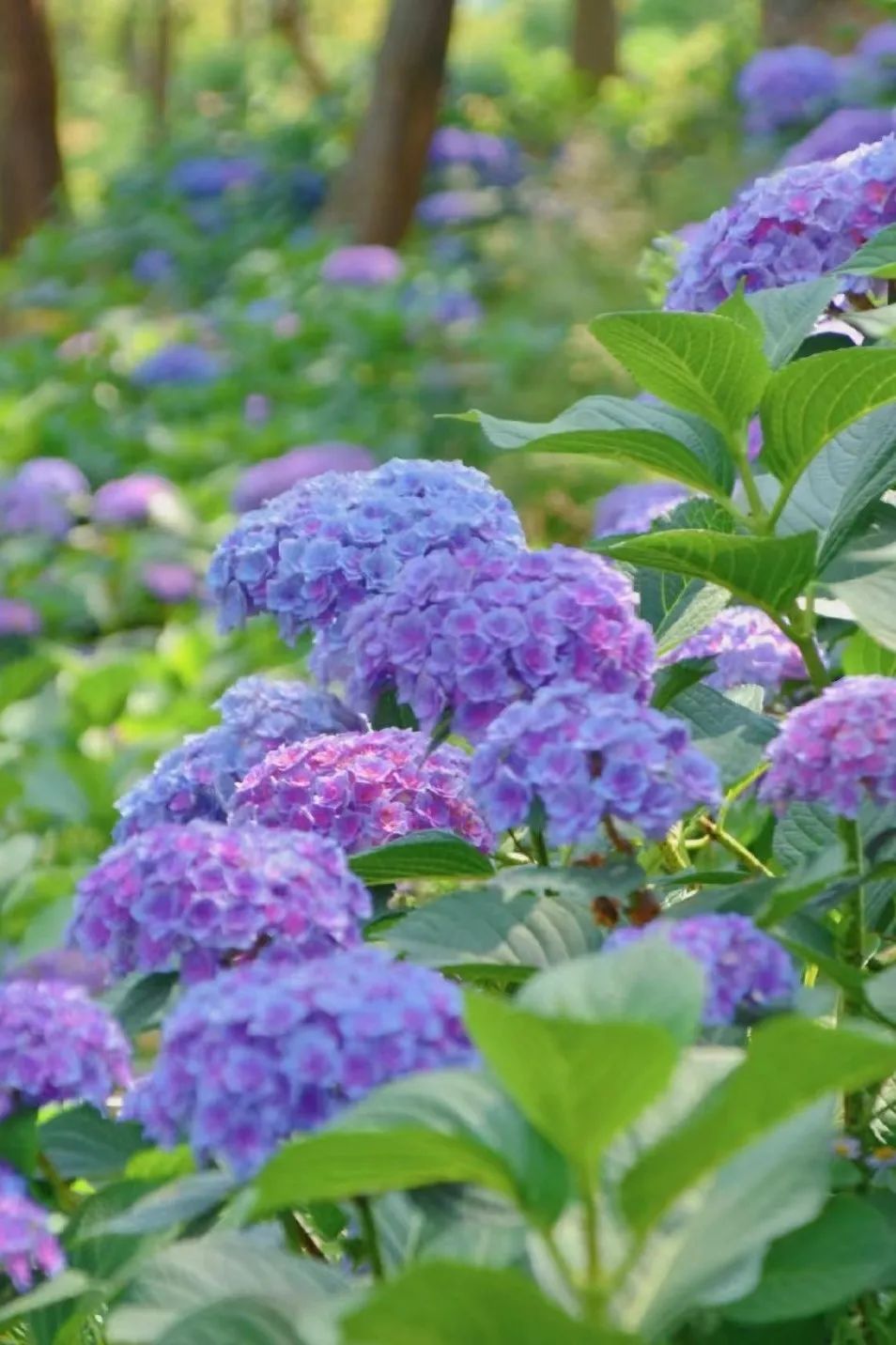 夏天专属的浪漫绣球花,绣球花是夏天的专属浪漫