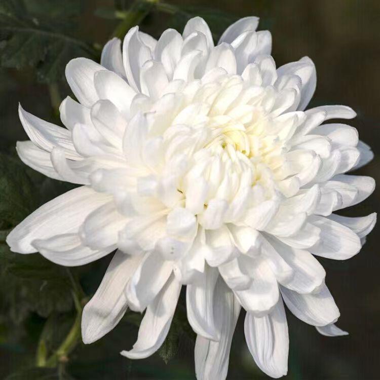 花洲诗苑/众友合辑第31期深切悼念邓州才女耿秀丽*白云朵朵专刊