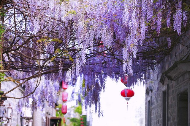 紫藤花成都周边,成都1号桥紫藤花