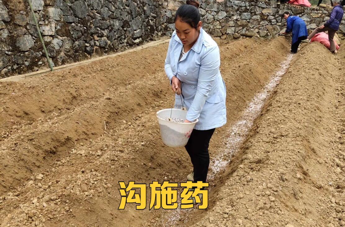 壳聚糖抑制作物病害案例,壳聚糖在植物上怎么用
