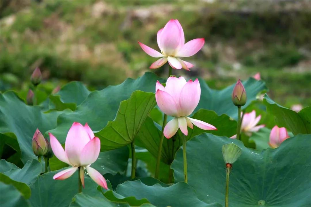 从化草埔村荷花游记,从化小杉村游玩攻略油菜花