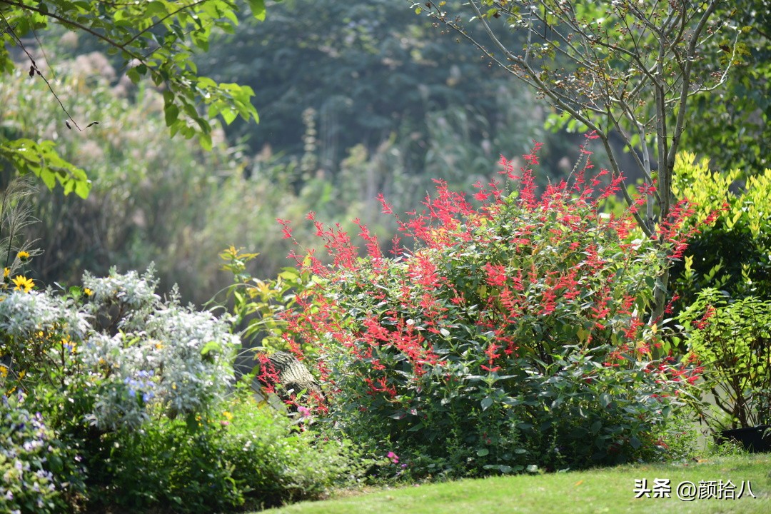 流放到菜地的花儿们，尽情绽放吧，不管在哪里｜园丁