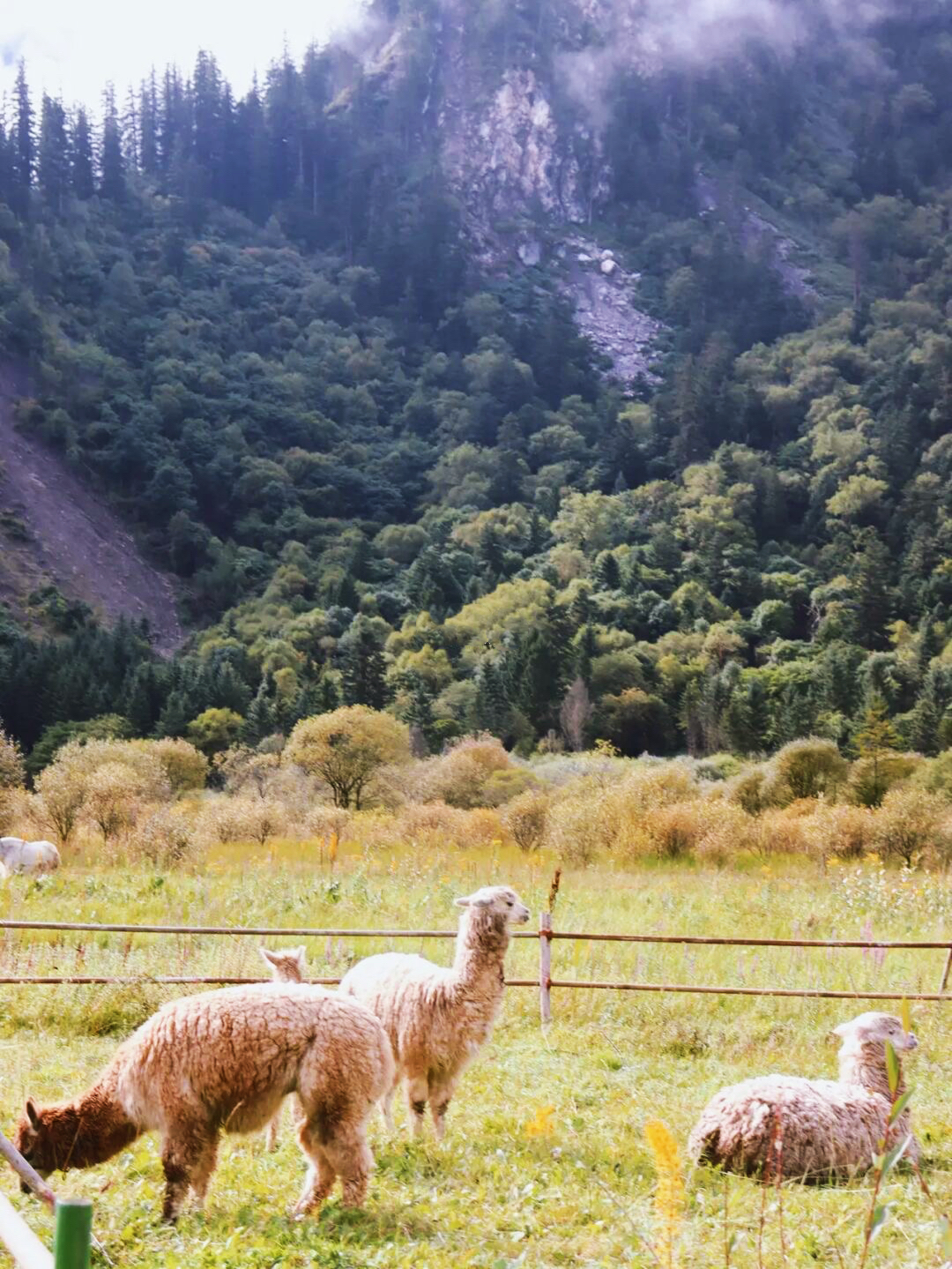 成都秋天一天游最佳地方,成都周边一日游自驾秋天