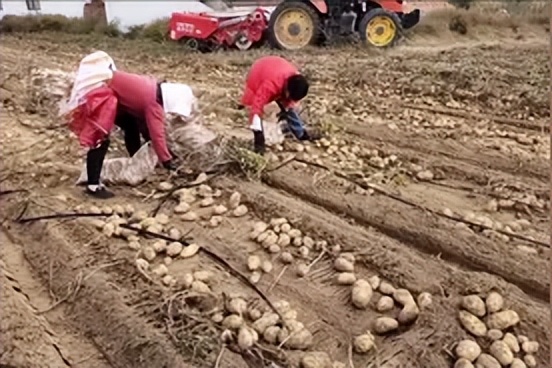 武川土豆装车,内蒙古武川土豆