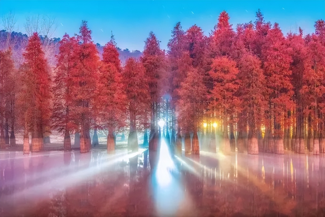 南京的法国梧桐秋天图片,南京法国梧桐秋天