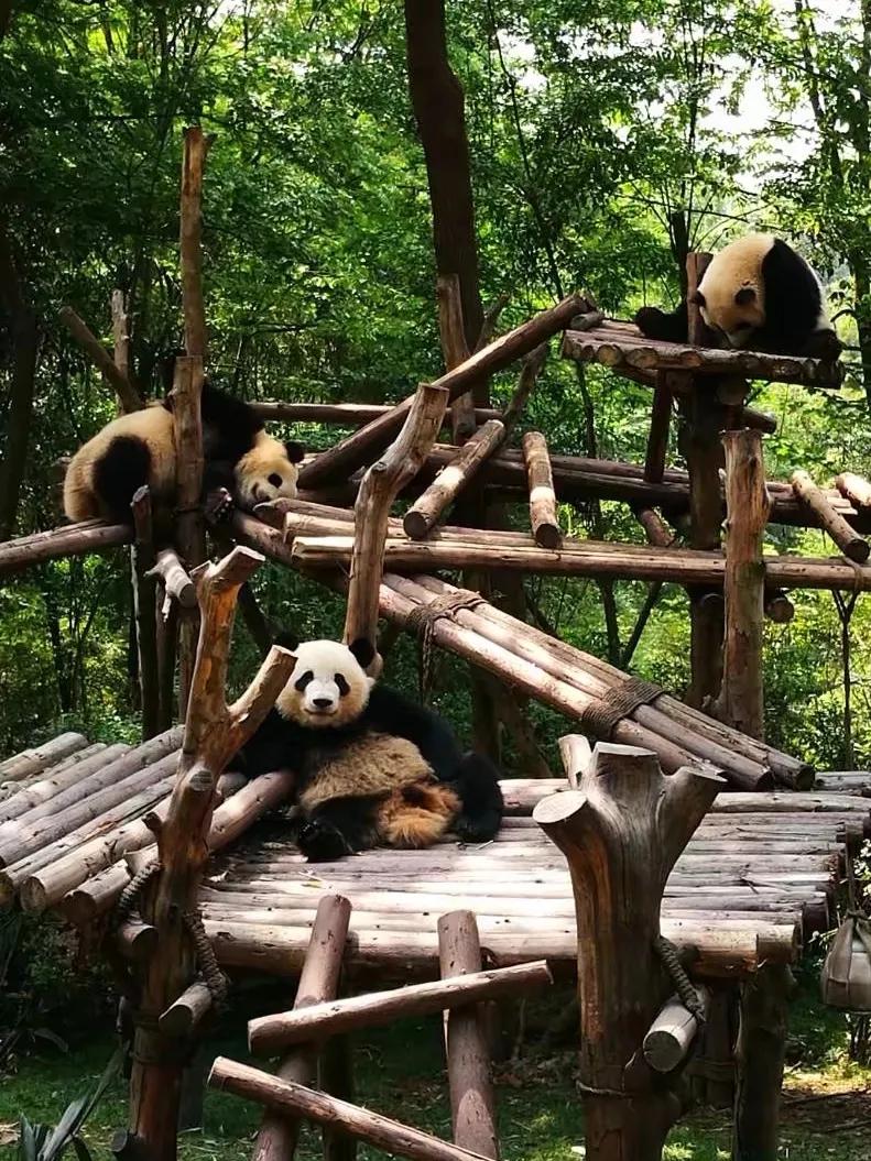 动物自拍超清图片大全,动物自拍的照片图片