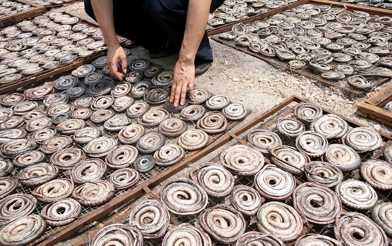 私自养野生蛇,农户私放1000条眼镜蛇