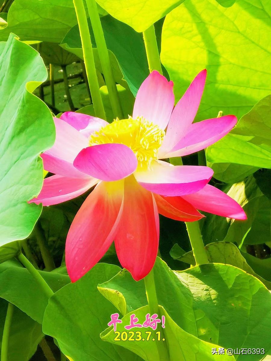 【战友美文】于天松：《麻雀，我爱你》（诗）