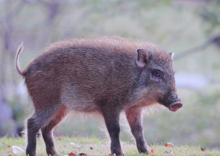 野猪被打过还敢来吗,真正野猪可以围猎吗是否犯法
