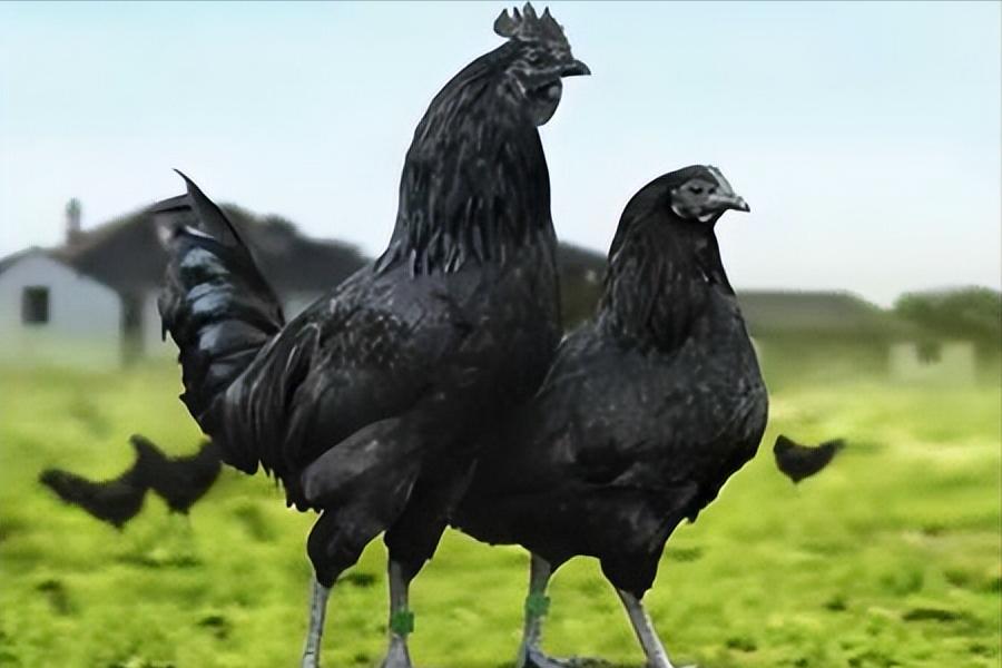 绿壳蛋鸡的养殖全过程,绿壳蛋鸡的正确养殖方法