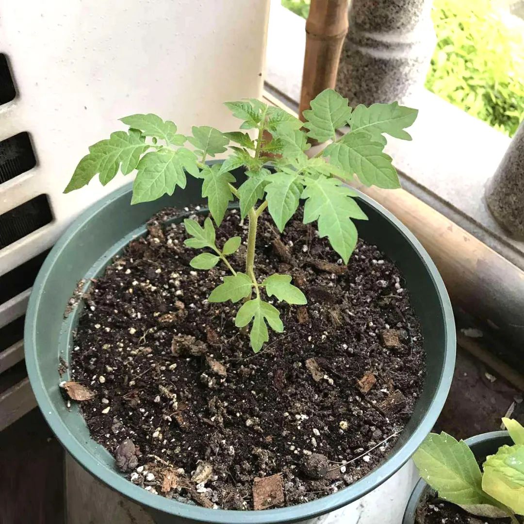 为什么花盆里的花不长,为什么花种播下去之后都不发芽