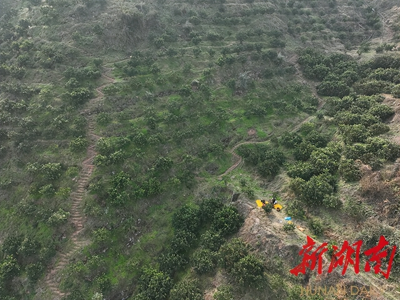 辛巴与辛选公益助农,辛巴辛有志回家乡助农