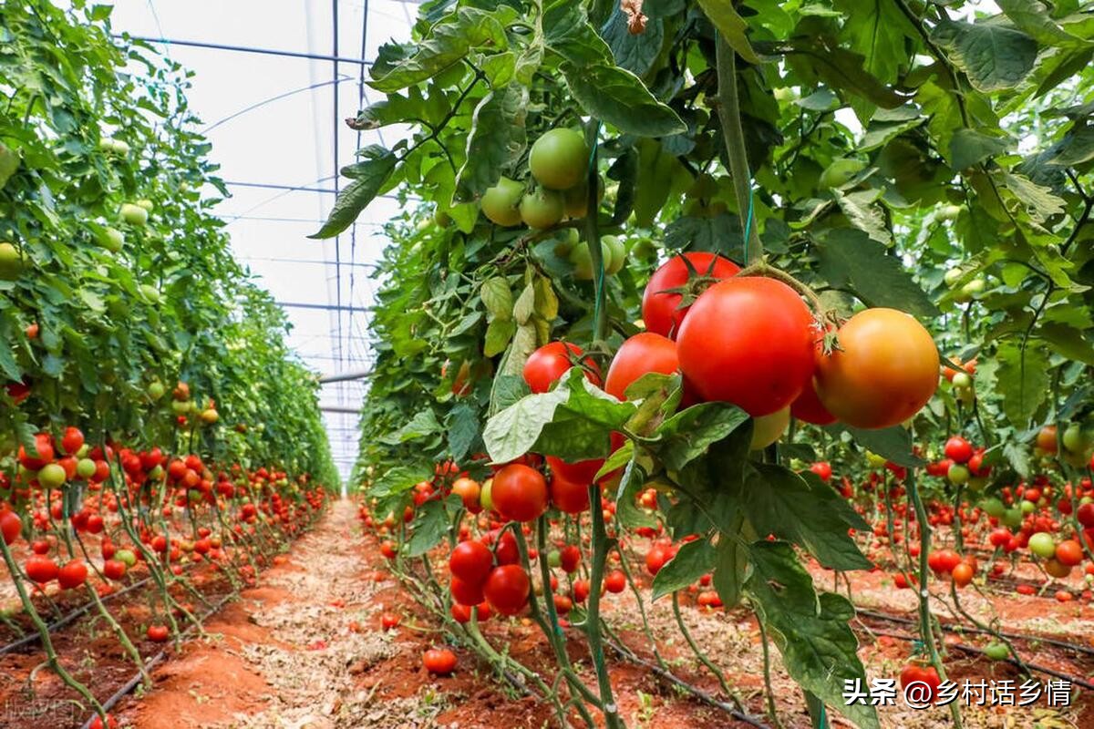 给蔬菜浇水有哪些注意事项,蔬菜水浇多了会不会影响生长