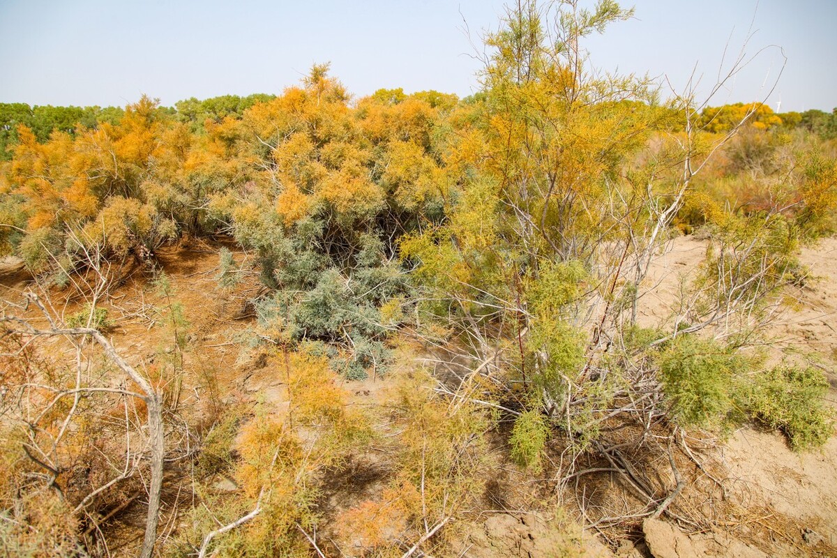 昙花一现为什么罕见,昙花一现生长在什么地方