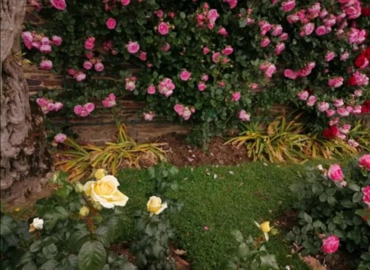 法国玫瑰花园,法国玫瑰花香沐浴露正品