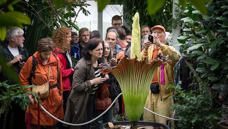 巨魔芋国内开花记录,巨魔芋这么臭为什么还要让它开花