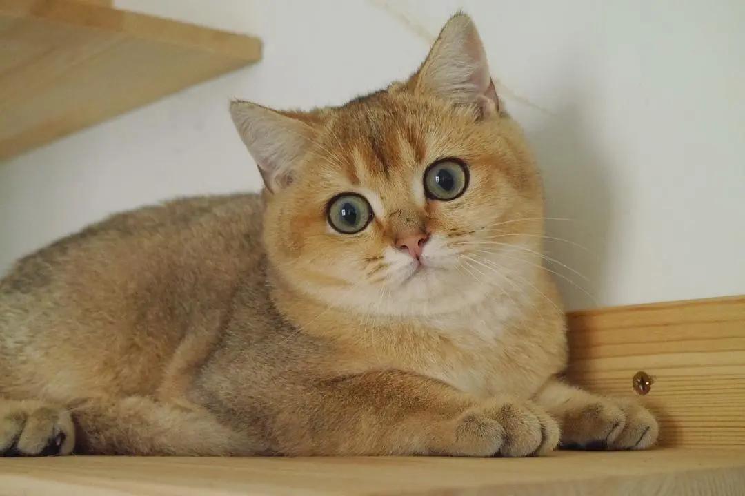 租赁市场的内卷,租猫市场