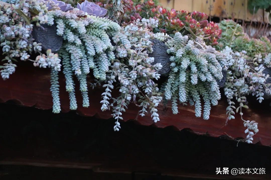 走进多肉世界,丽江古城多肉