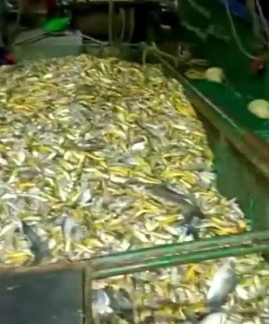 浙江黄花鱼957万,渔民捕获4900斤野生小黄鱼