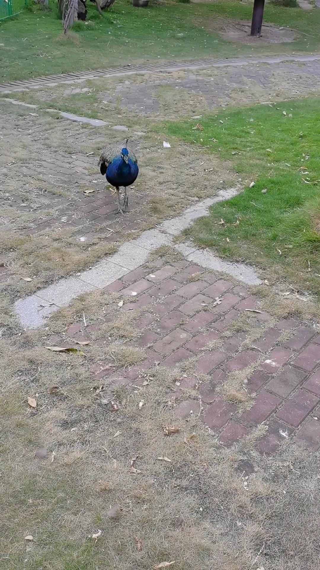 灵玲马戏团游玩感想,厦门灵玲马戏团有休息的地方吗