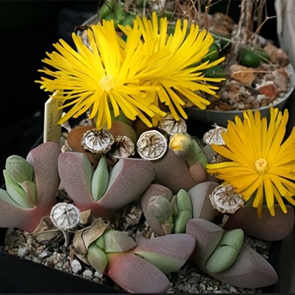 102个大类近500个多肉植物图片，都极其美丽，建议在家中也养一盆