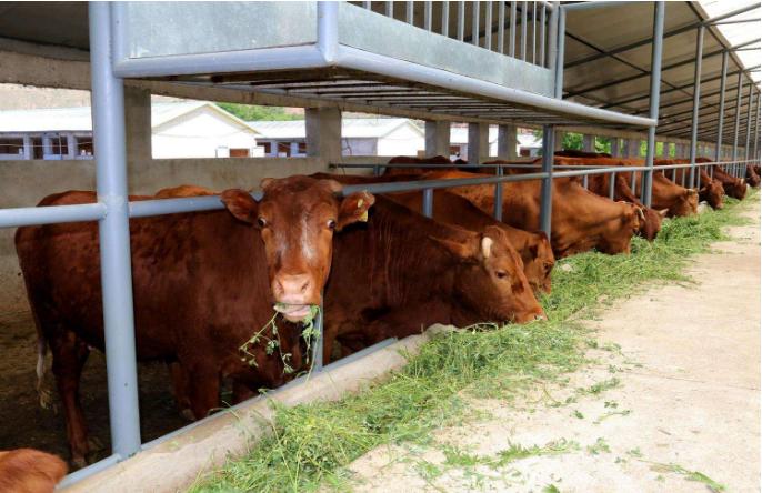 牛胀肚子不怎么吃草,牛肚子胀气还吃草怎么办