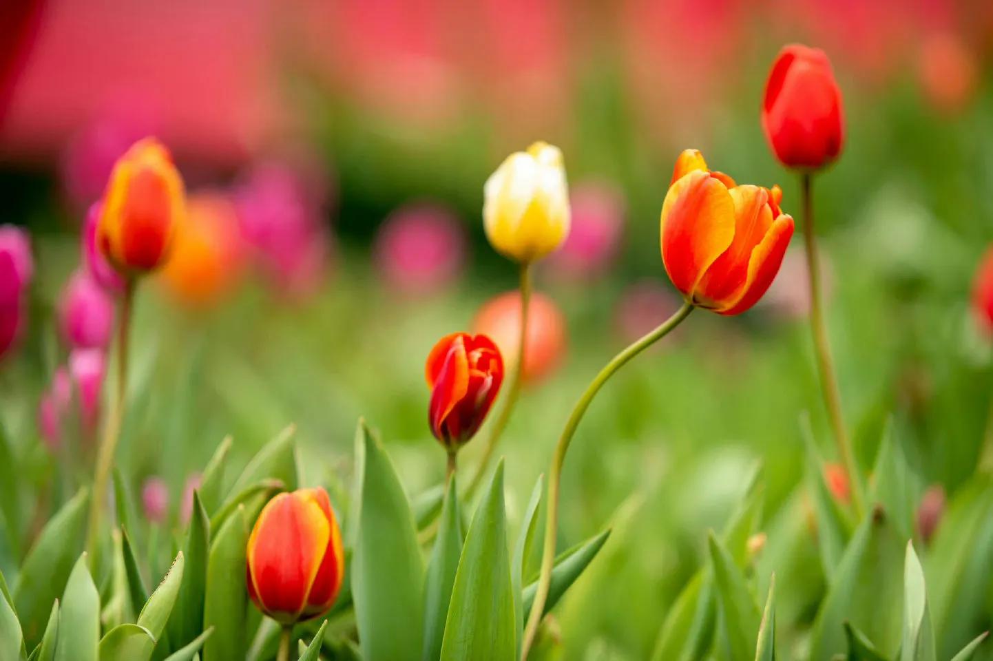 描写海棠花落优美段落,描写海棠的写景句子