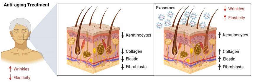 外泌体护肤品运用,国外外泌体应用