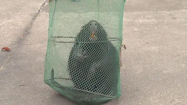 上海多地出现的巨大老鼠,上海发现巨型老鼠重达17公斤