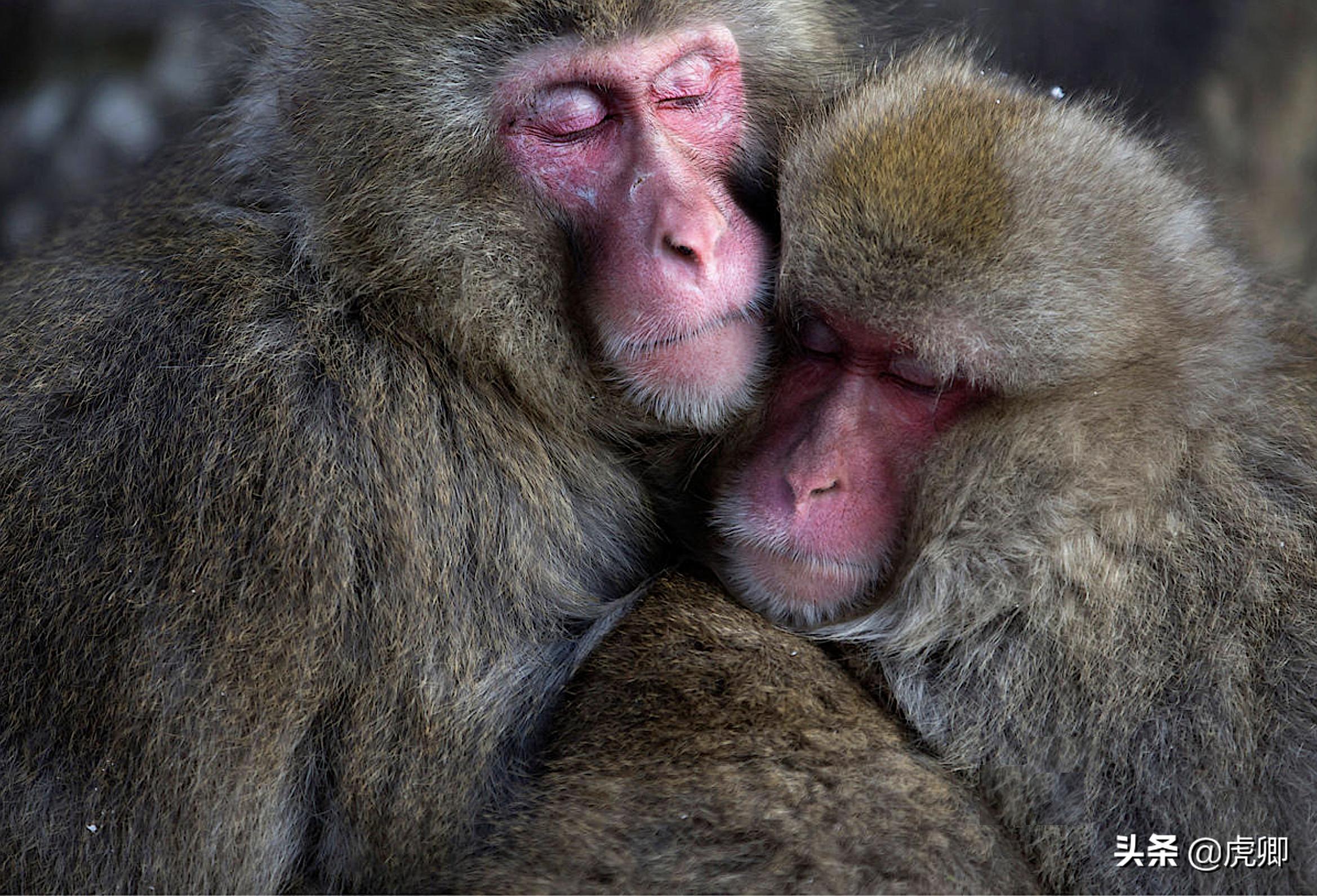 日本猕猴冬天生活,日本猕猴的真实生活