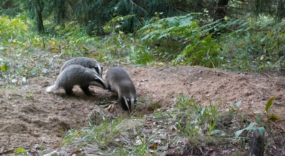 吉林延边出现传闻中的“猹”，下山觅食被困在垃圾池里，还挺凶猛