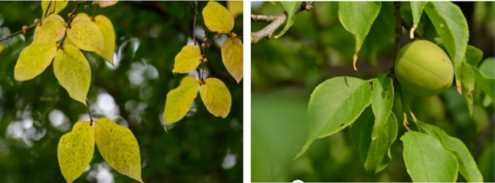 腊梅是在腊月开的,梅花是蜡梅还是腊梅