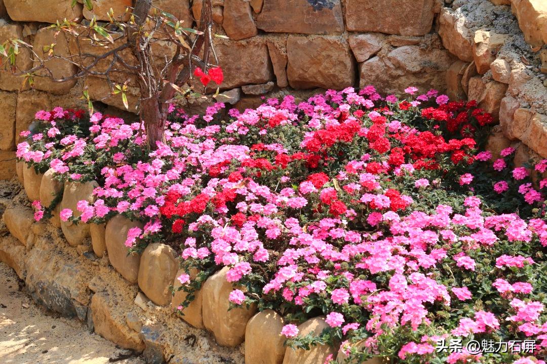 石屏哨冲拖黑村,哨冲镇拖龙黑村图片