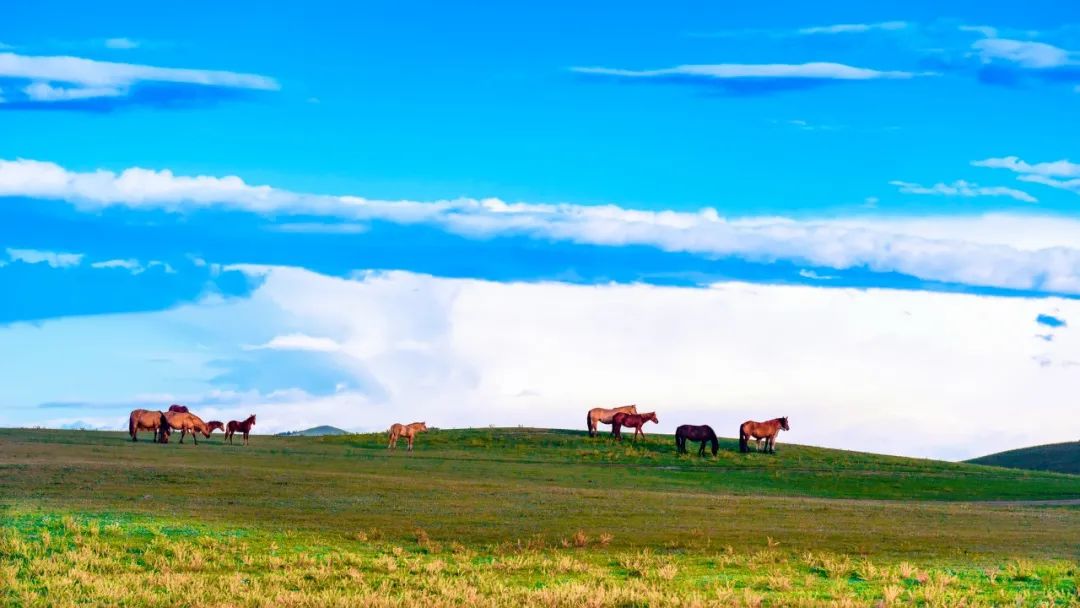 离北京最近的草原避暑胜地,华北夏季避暑好去处