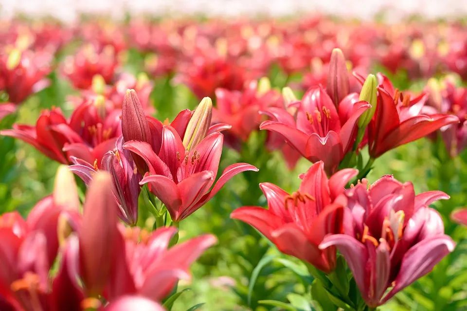 可以入药的百合品种,百合种类名称及图片及花语