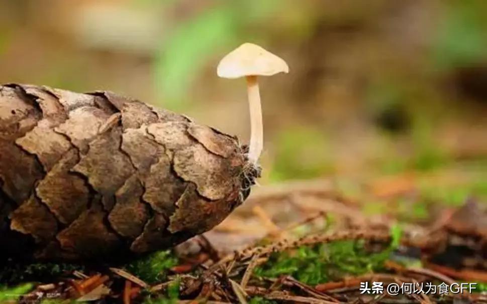 蘑菇发展史,蘑菇历史剪辑