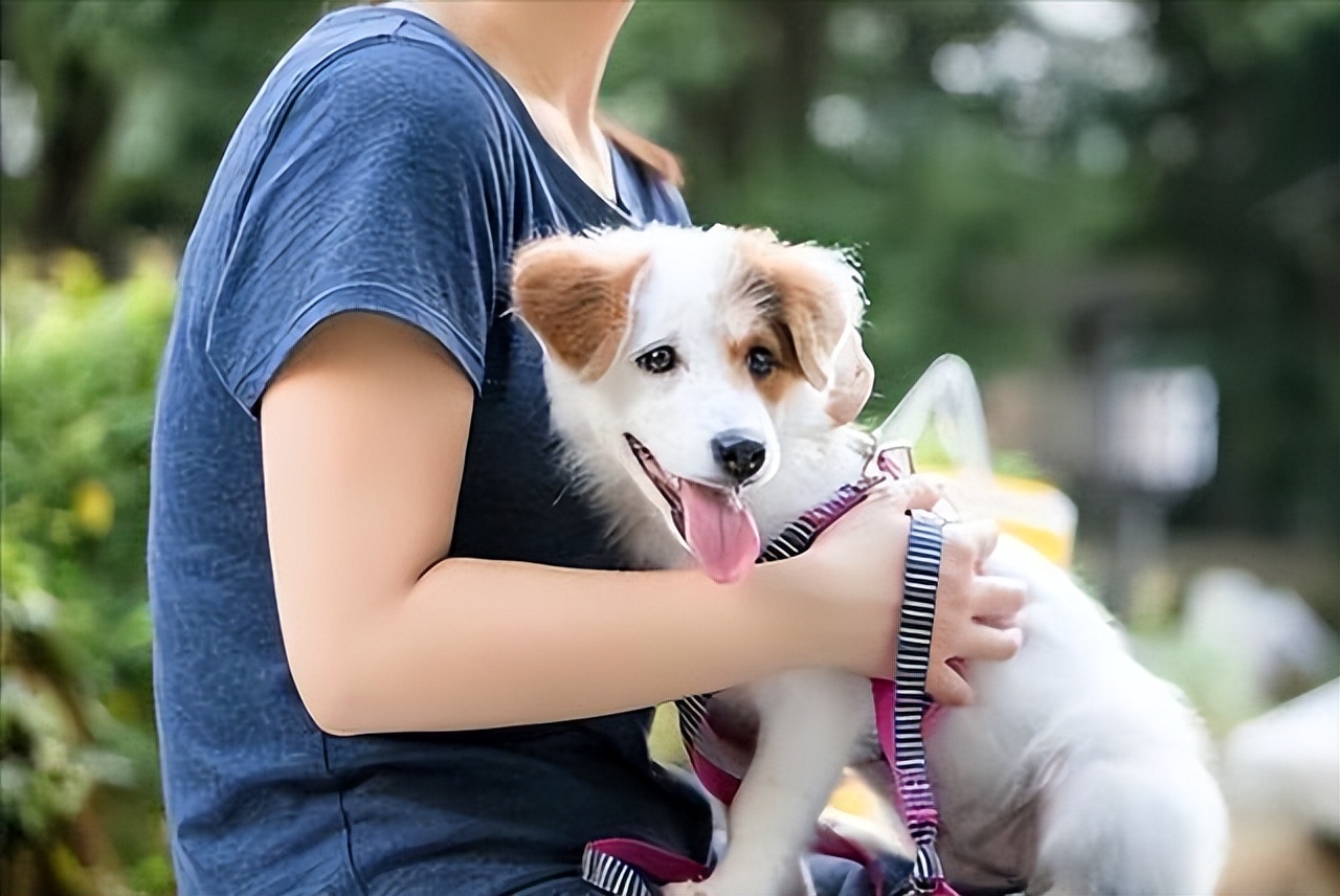 养狗的好处和养狗的坏处视频,养狗对人身体的好处有哪些