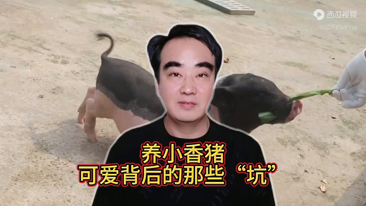 为什么喜欢养小香猪,小香猪是不是养不大的