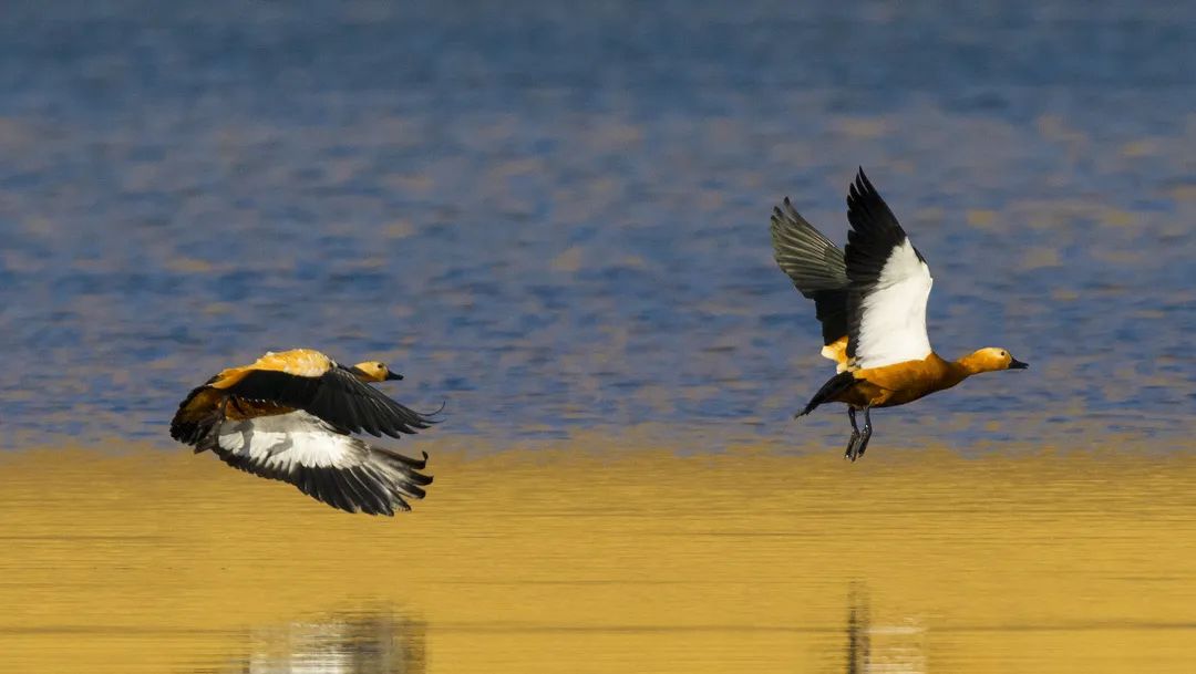风中传来的气息,风中传来了苦咸的气息