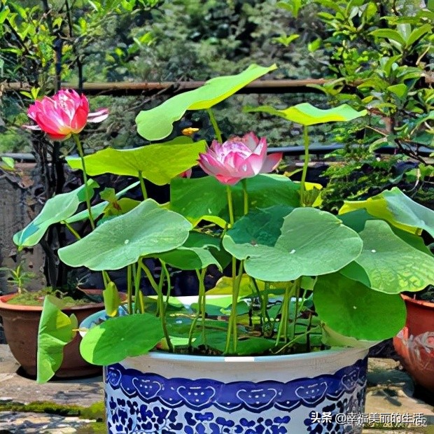 睡莲怎样养才正确,睡莲如何养
