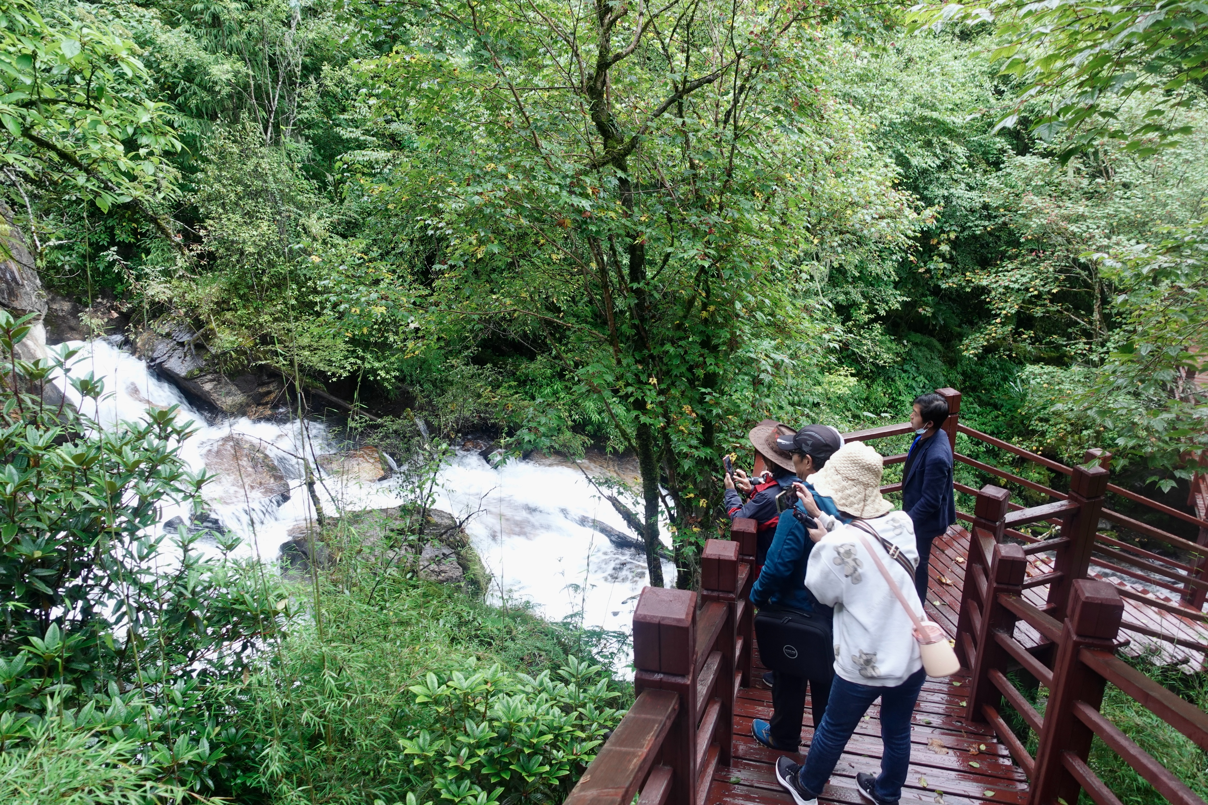 云南最高海拔的茶叶,海拔最高的茶叶产地在哪里