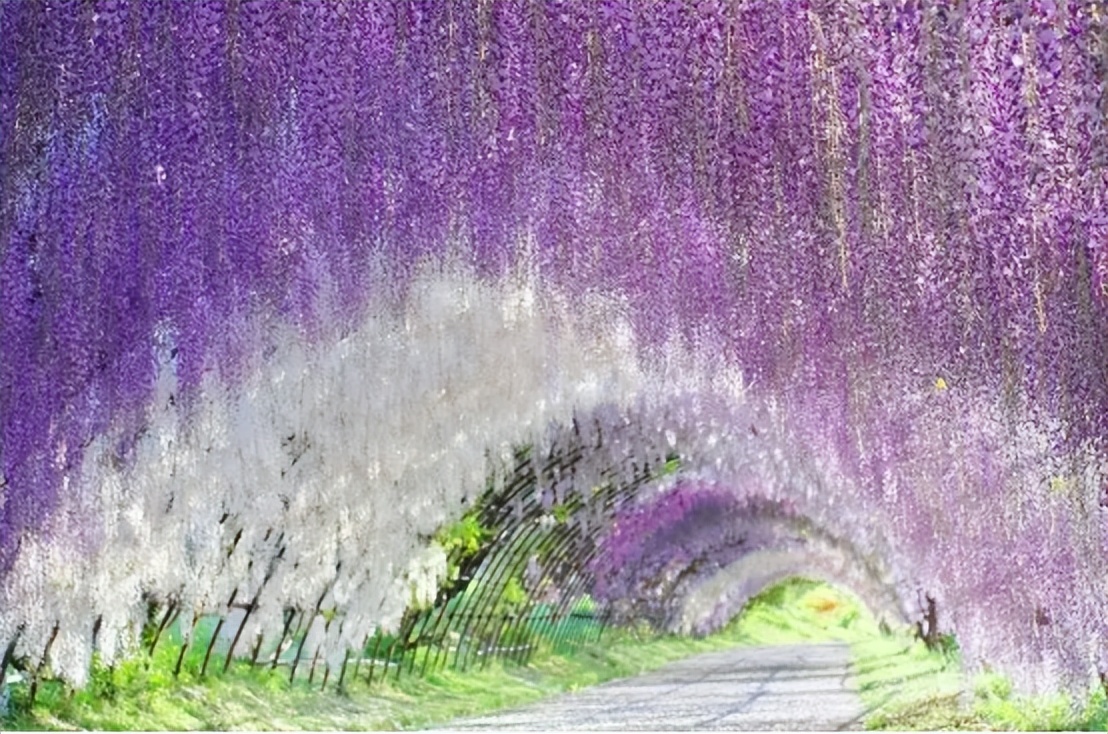 百花种类大全,百花的种类有哪些