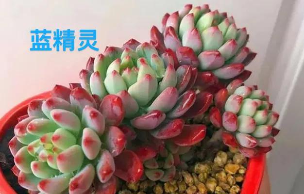 最好养不怕冷不怕热的多肉,新手小白养多肉教程