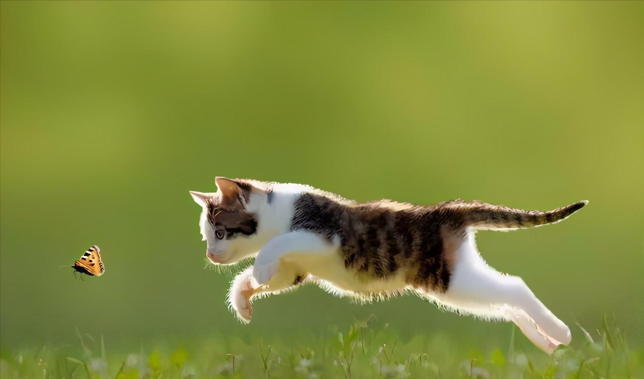 猫咪的胡须有什么作用需要剪吗,猫咪的胡子可以稍微剪掉一点点嘛