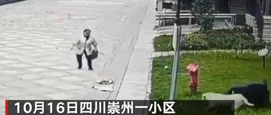 最新后续！成都2岁女童遭烈犬撕咬，右肾挫裂，狗主人发声被声讨