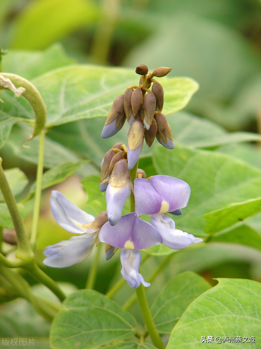 地瓜生长过程中，这三样东西不能留