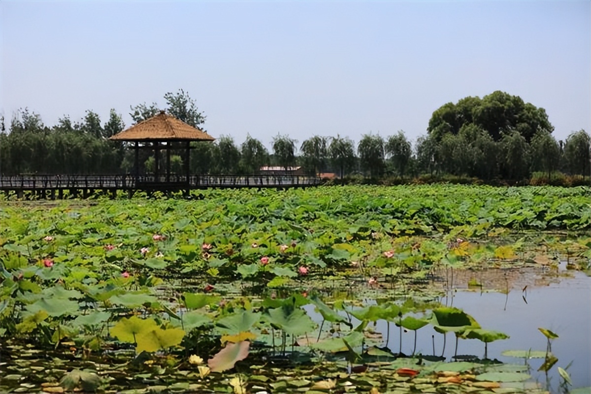 郑州赏荷,郑州赏荷最佳路线图