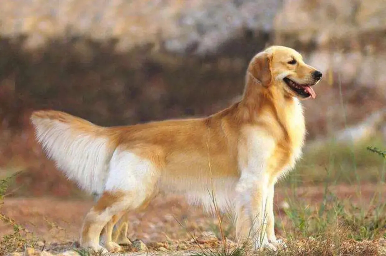 猪来穷狗来富猫来盖白布啥意思,猫来盖白布是什么意思