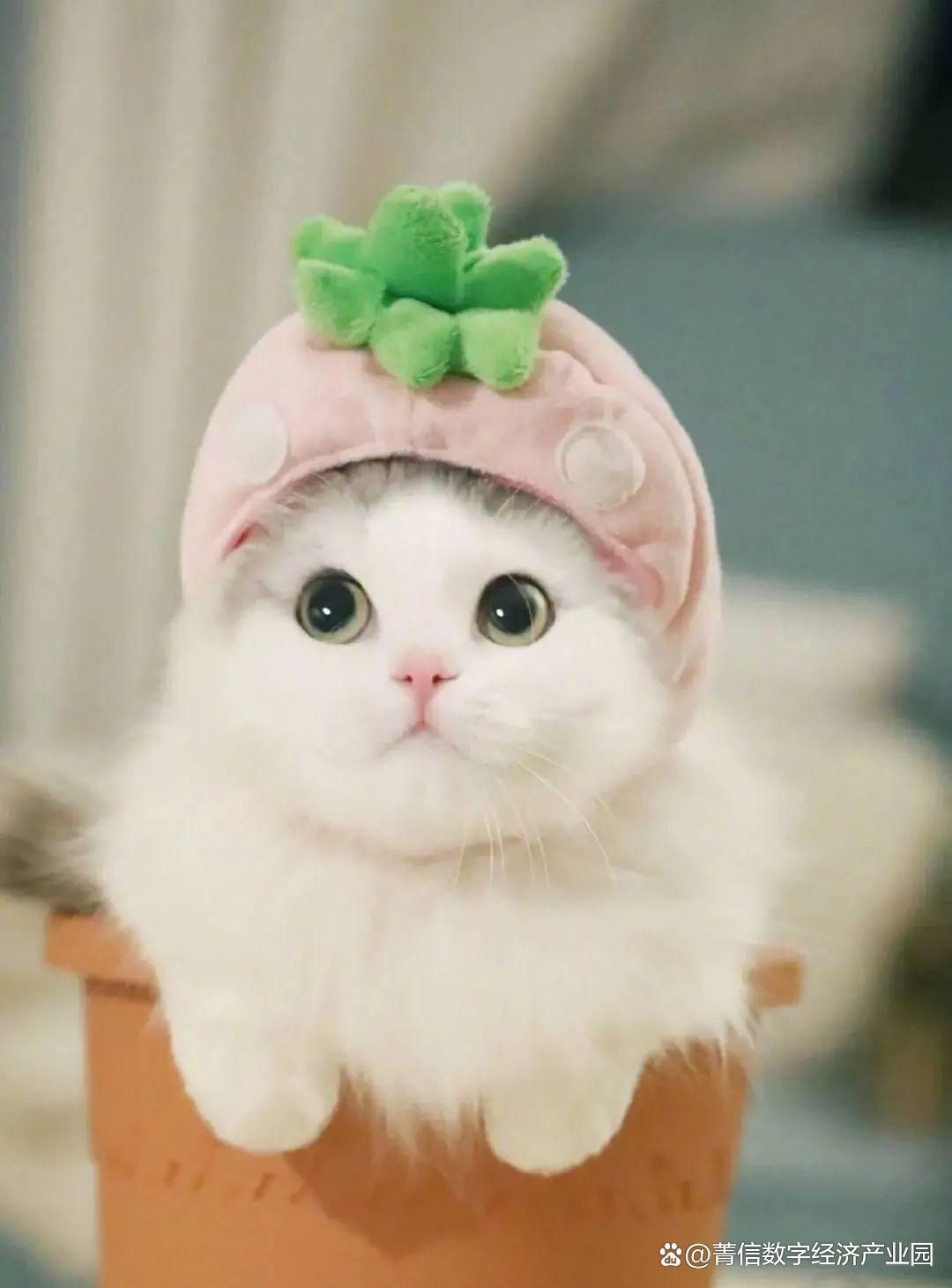 月入过万真实职业,月入过万又一个新职业火了