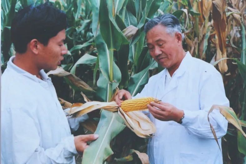 粮食安全种子安全,粮食安全种业为本